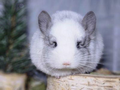 Белый Бархатный Ангоский Эбони