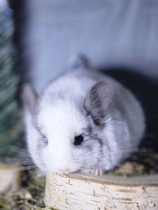 Белый Бархатный Ангоский Эбони