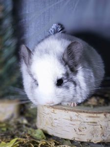 Белый Бархатный Ангоский Эбони