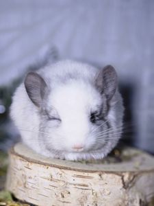 Белый Бархатный Ангоский Эбони