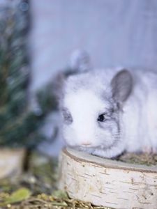 Белый Бархатный Ангоский Эбони