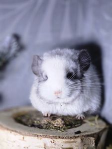 Белый Бархатный Ангоский Эбони