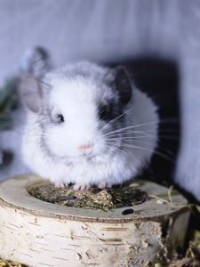 Белый Бархатный Ангоский Эбони