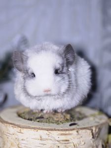 Белый Бархатный Ангоский Эбони