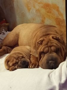 Щенок Шарпей