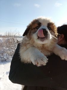 Цуценята Московської стороживої