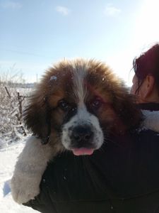 Цуценята Московської стороживої