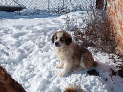 Цуценята Московської стороживої