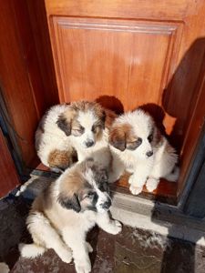 Цуценята Московської стороживої