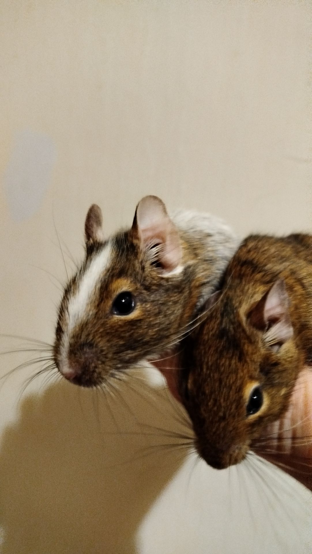 Продам двох самок білки Дегу(чилійська)