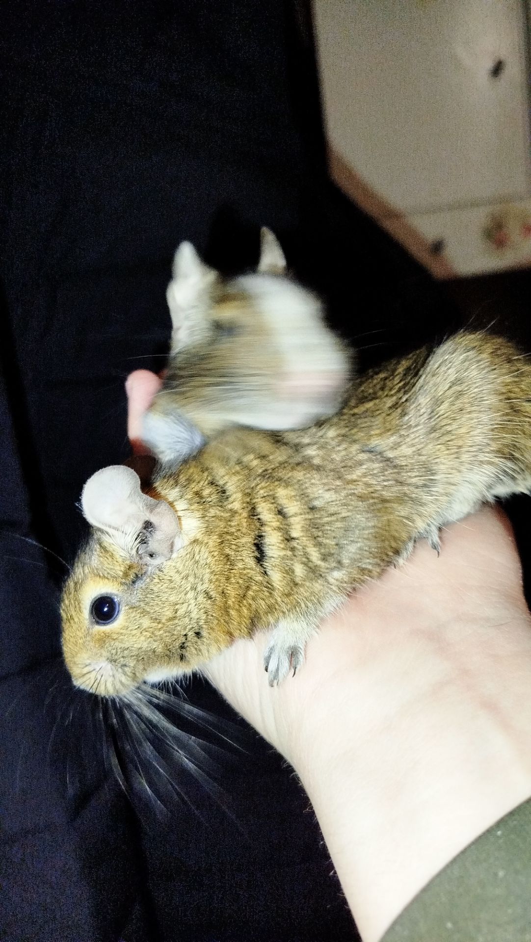 Продам двох самок білки Дегу(чилійська)