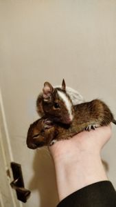 Продам двох самок білки Дегу(чилійська)