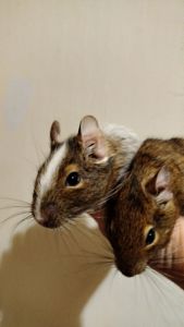 Продам двох самок білки Дегу(чилійська)