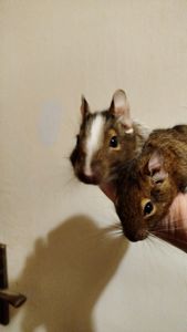 Продам двох самок білки Дегу(чилійська)