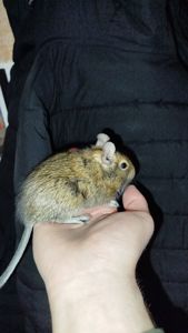 Продам двох самок білки Дегу(чилійська)