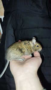 Продам двох самок білки Дегу(чилійська)