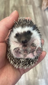 Африканський карликовий їжачок. Самець