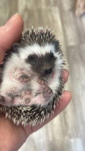 Африканський карликовий їжачок. Самець