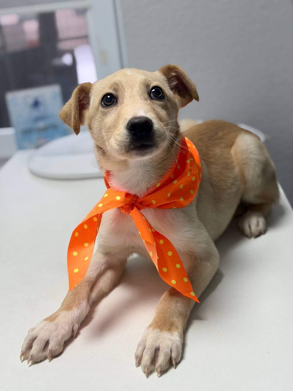 цуценя Айда, струнка і довголапа красуня