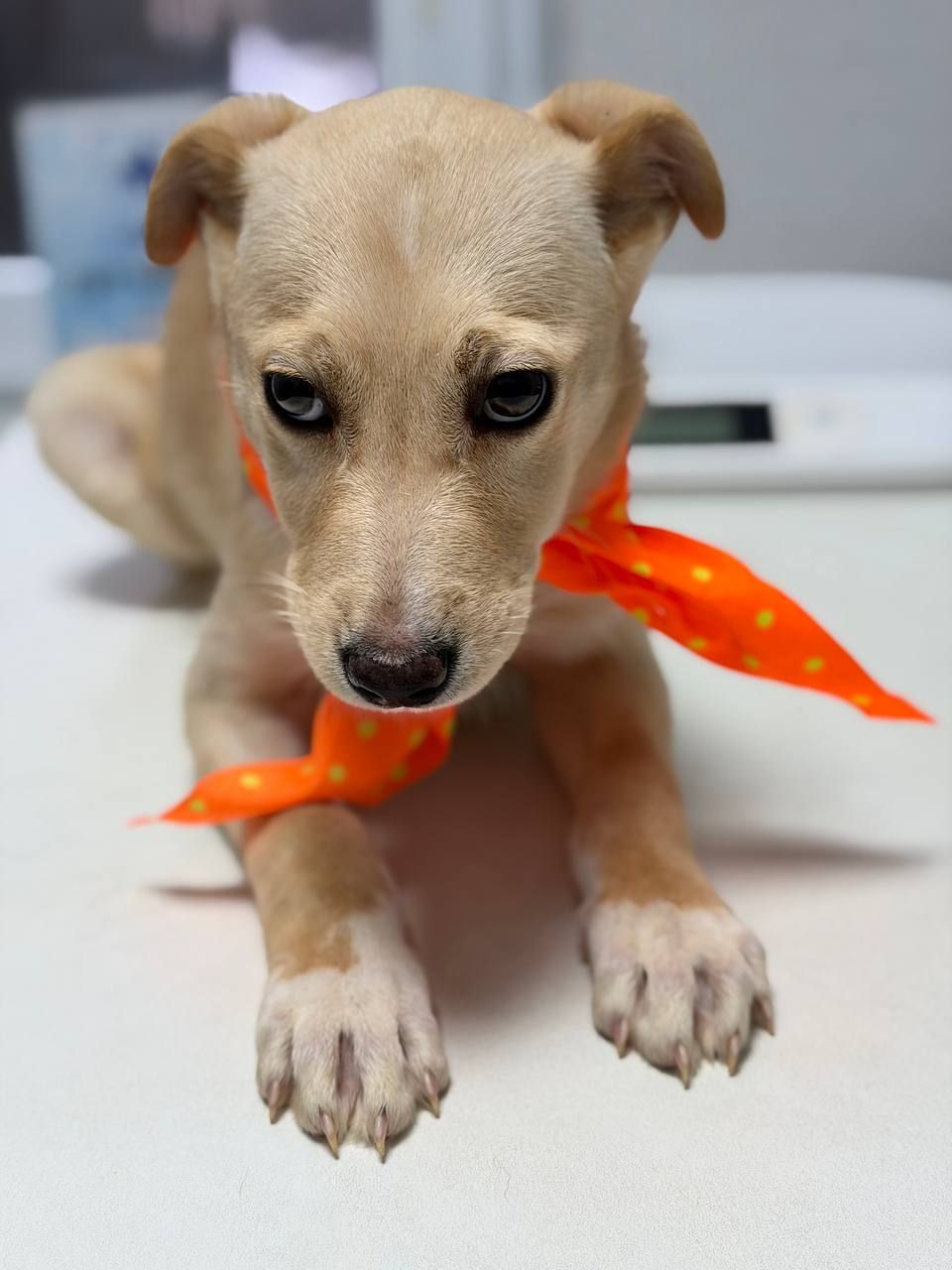 цуценя Айда, струнка і довголапа красуня