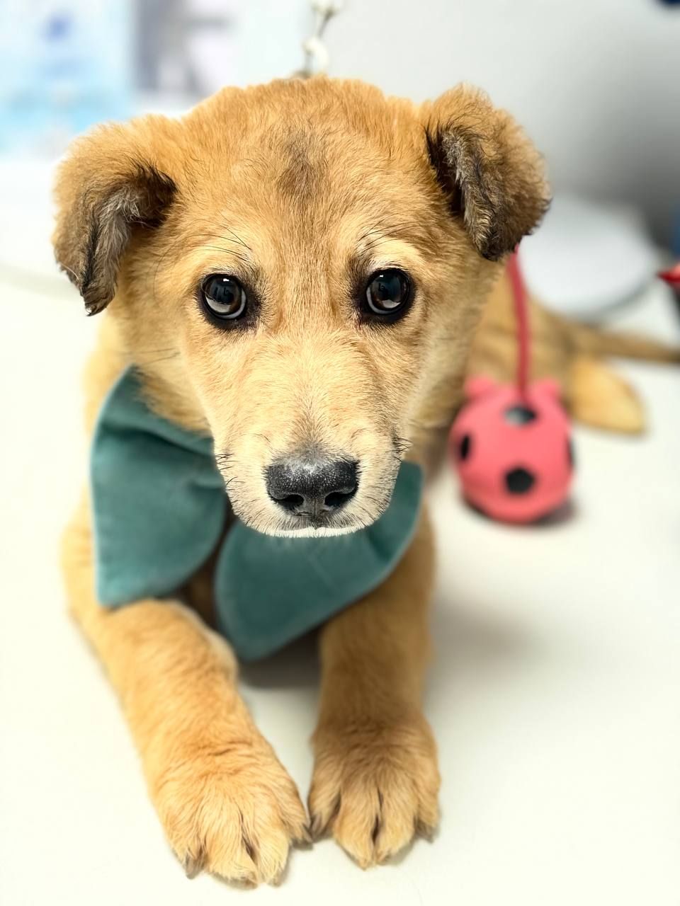 цуценя Чарлі в добрі руки