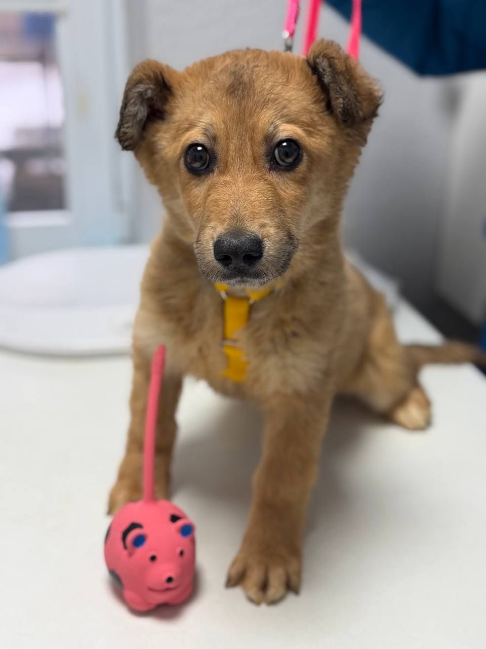 цуценя Чарлі в добрі руки