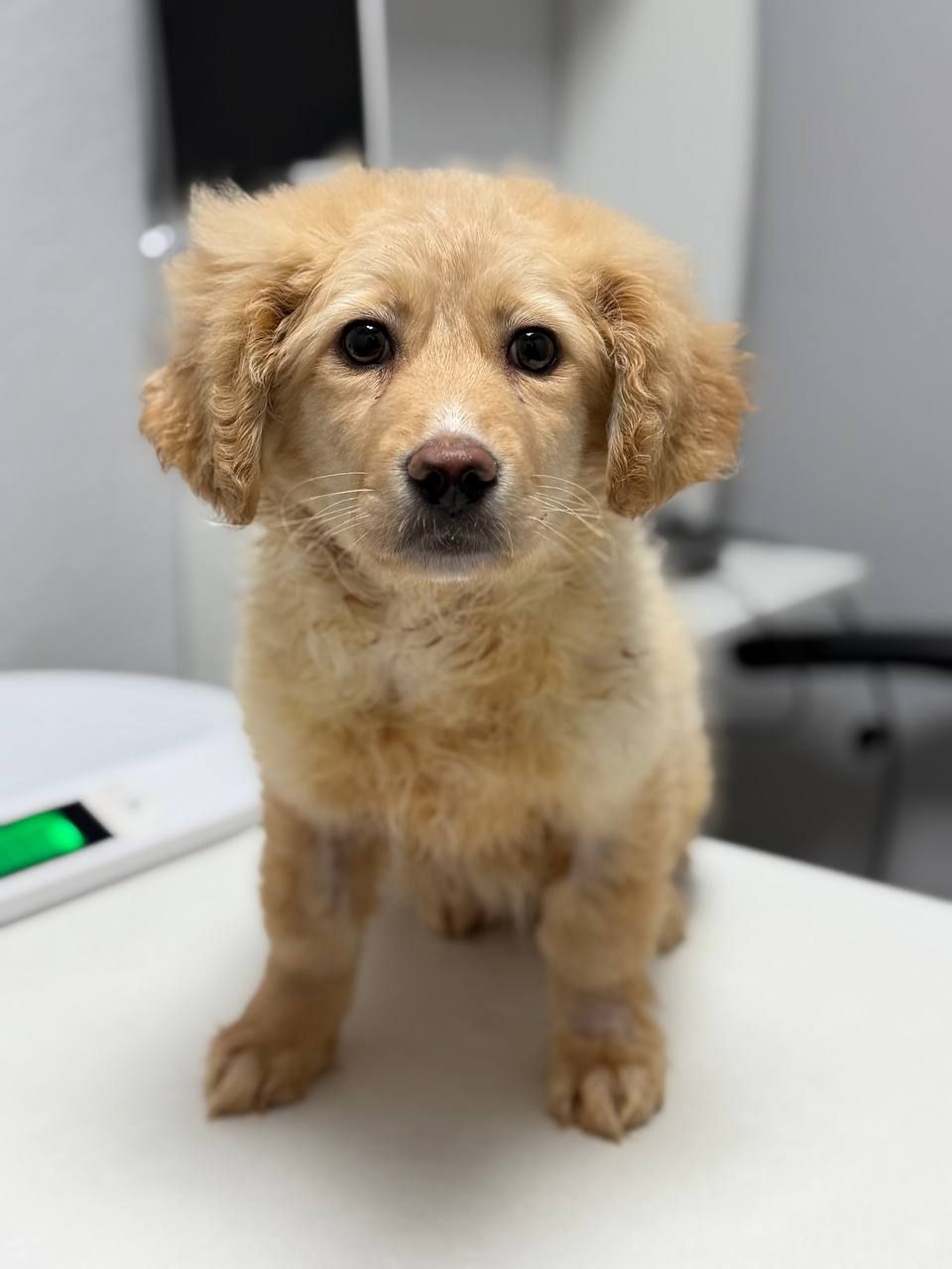 цуценя Арчі, схожий на спанієля