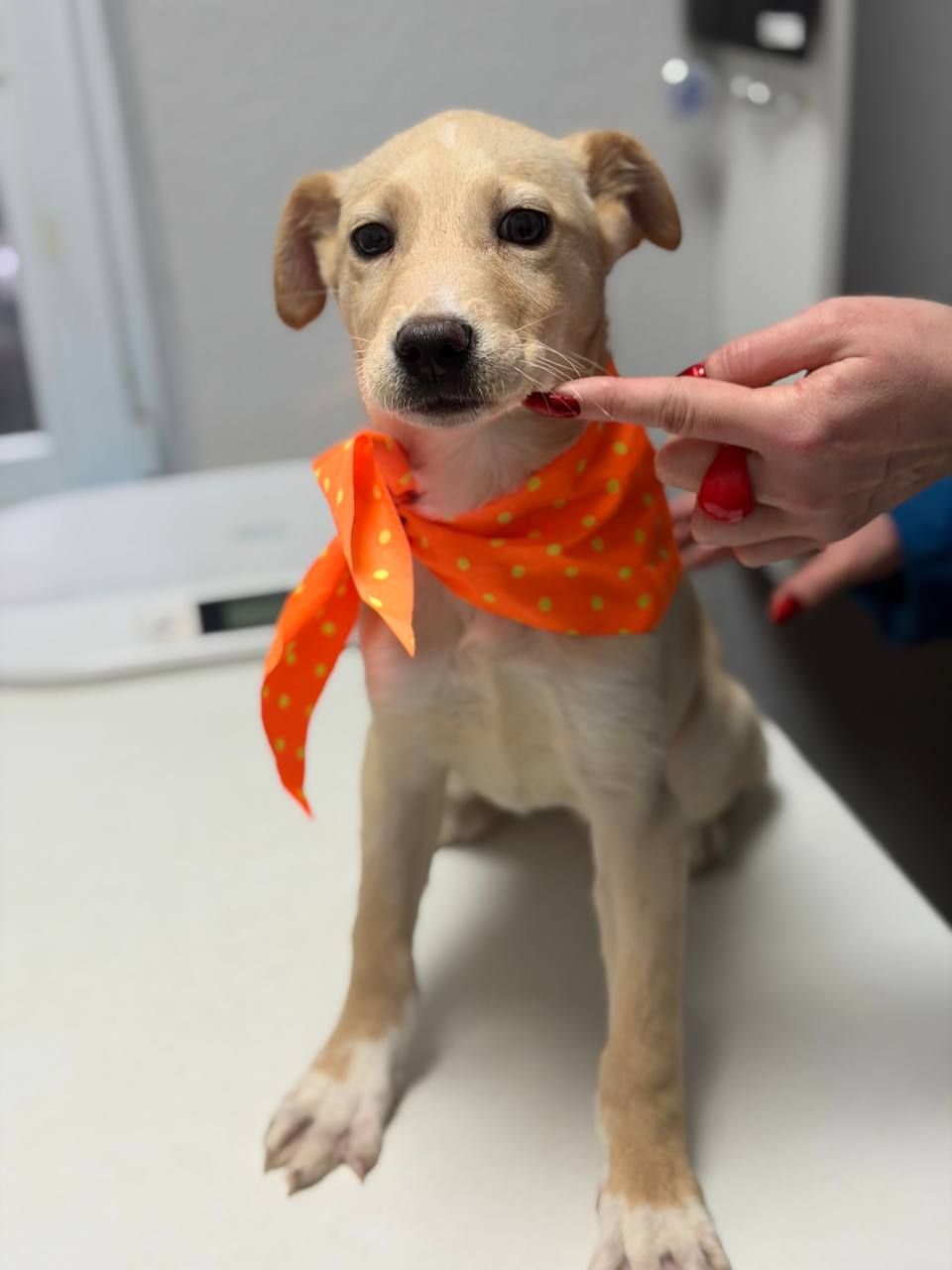 цуценя Айда, струнка і довголапа красуня