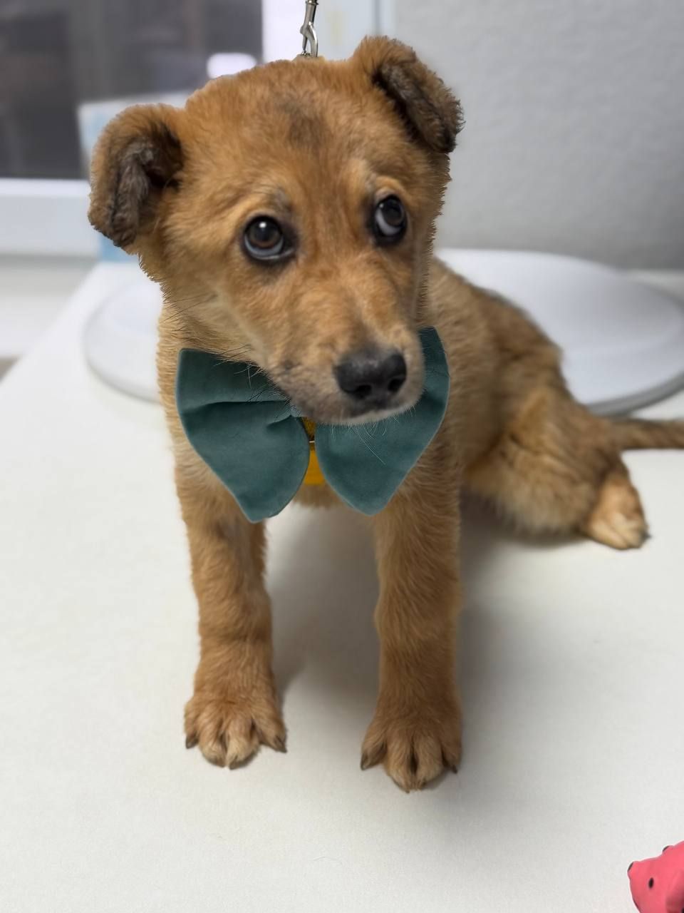 цуценя Чарлі в добрі руки