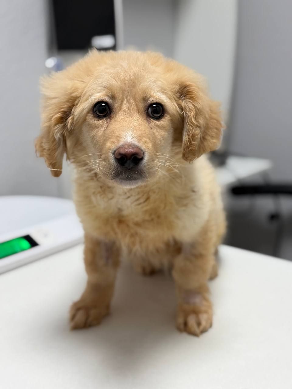 цуценя Арчі, схожий на спанієля