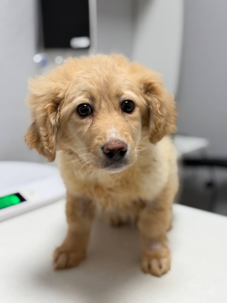 цуценя Арчі, схожий на спанієля