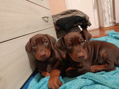 Продам щенков породы доберман