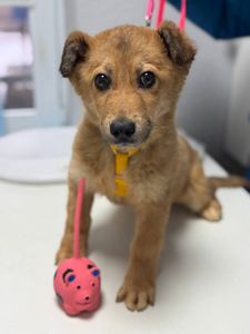 цуценя Чарлі в добрі руки