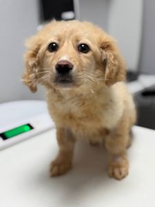 цуценя Арчі, схожий на спанієля