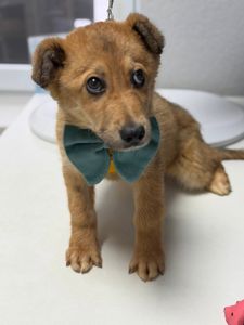 цуценя Чарлі в добрі руки