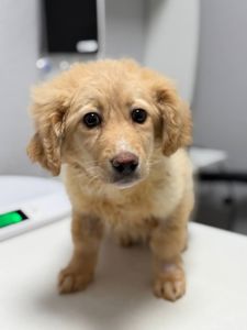 цуценя Арчі, схожий на спанієля