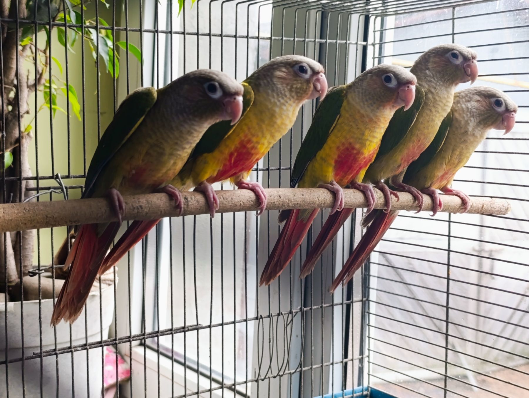 Ручні піррури