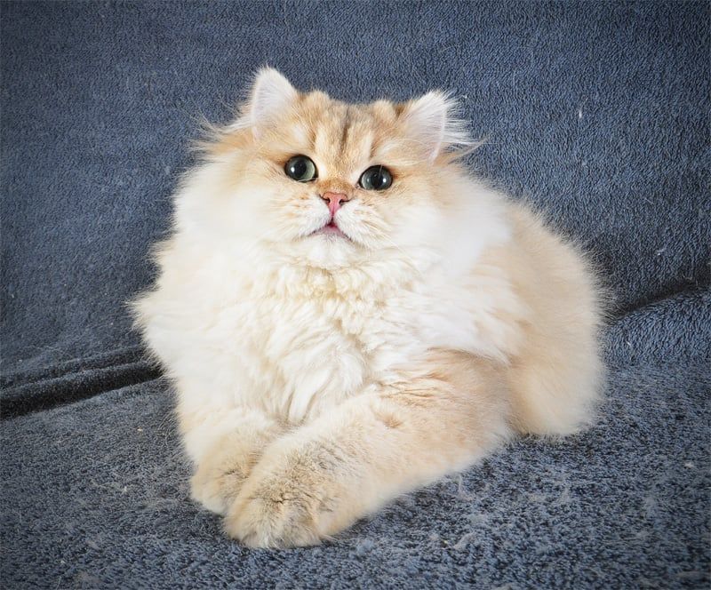 Золотий Британський хлопчик