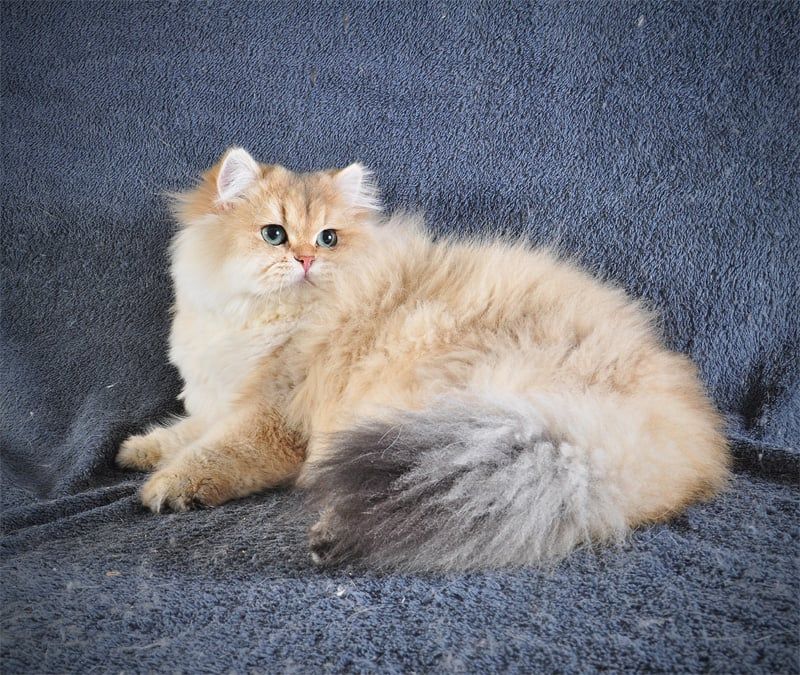 Золотий Британський хлопчик