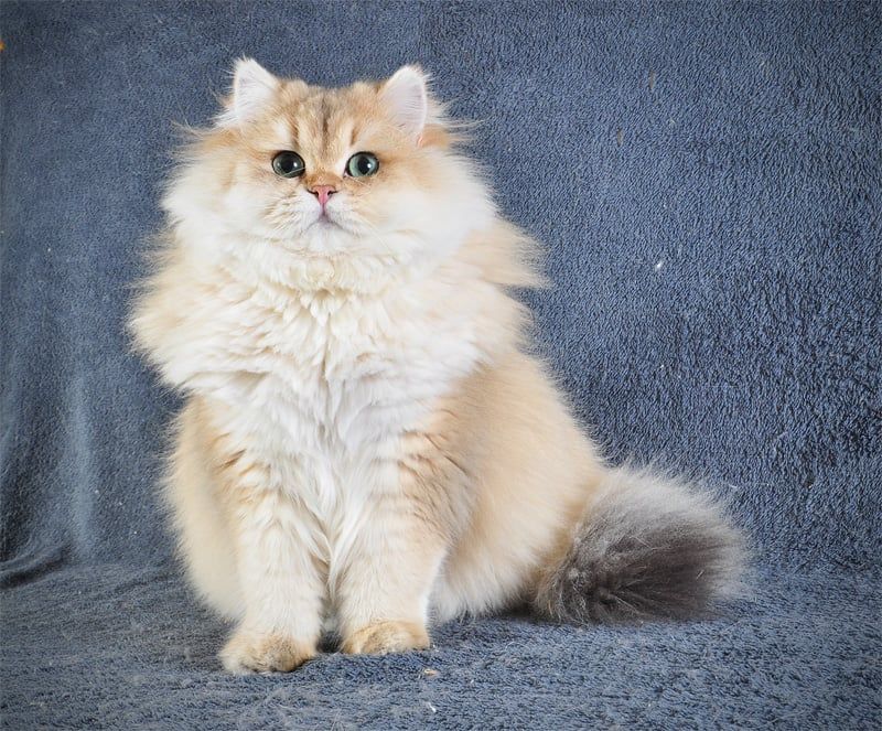 Золотий Британський хлопчик