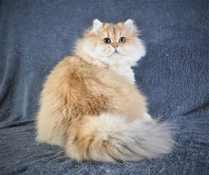 Золотий Британський хлопчик