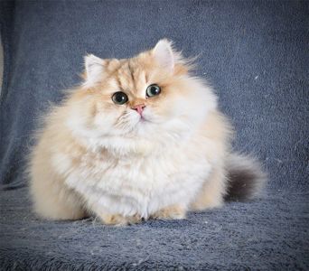 Золотий Британський хлопчик