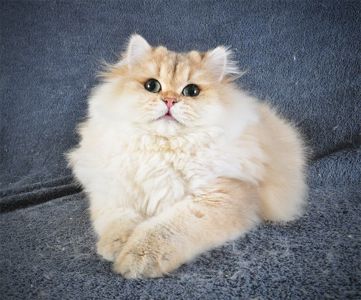 Золотий Британський хлопчик