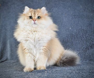 Золотий Британський хлопчик