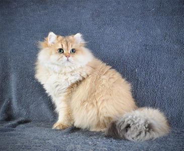 Золотий Британський хлопчик