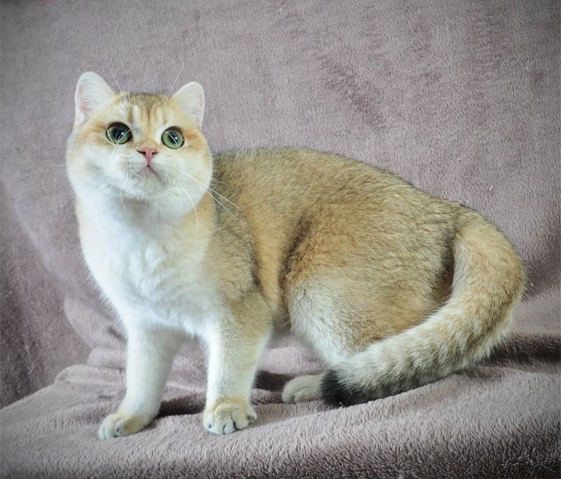 Дівчинка золота в пошуках родини