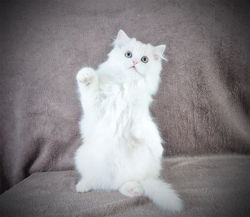 Гарненький зефірчик Хайленд страйт