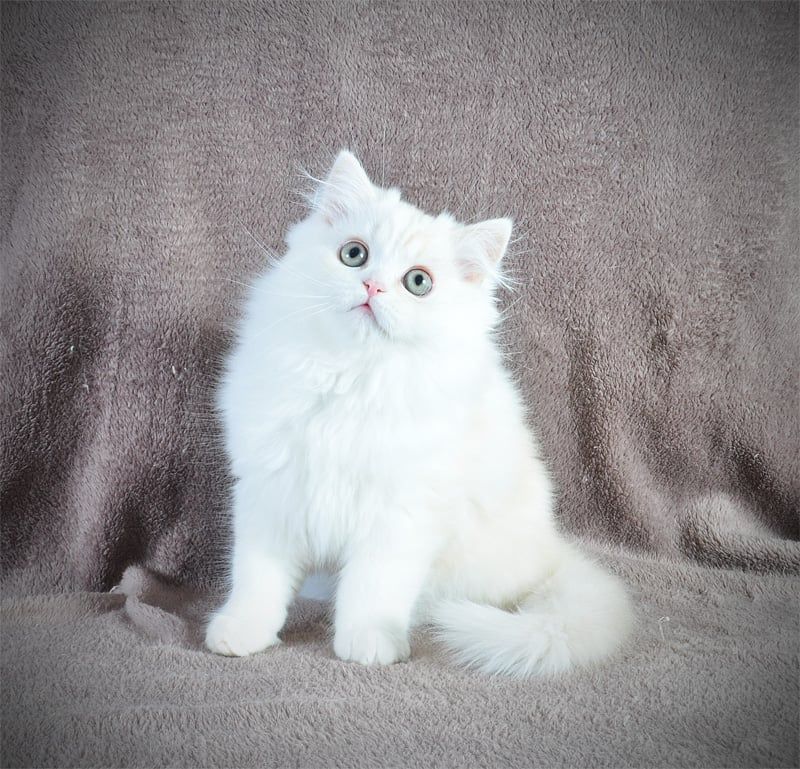 Гарненький зефірчик Хайленд страйт