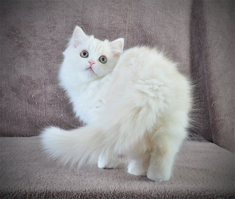 Гарненький зефірчик Хайленд страйт