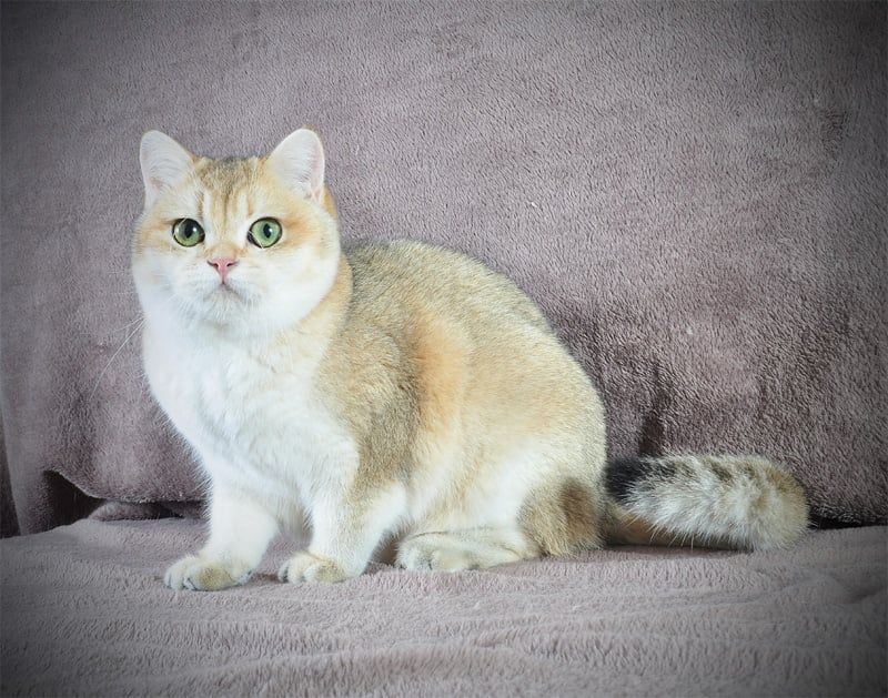 Дівчинка золота в пошуках родини